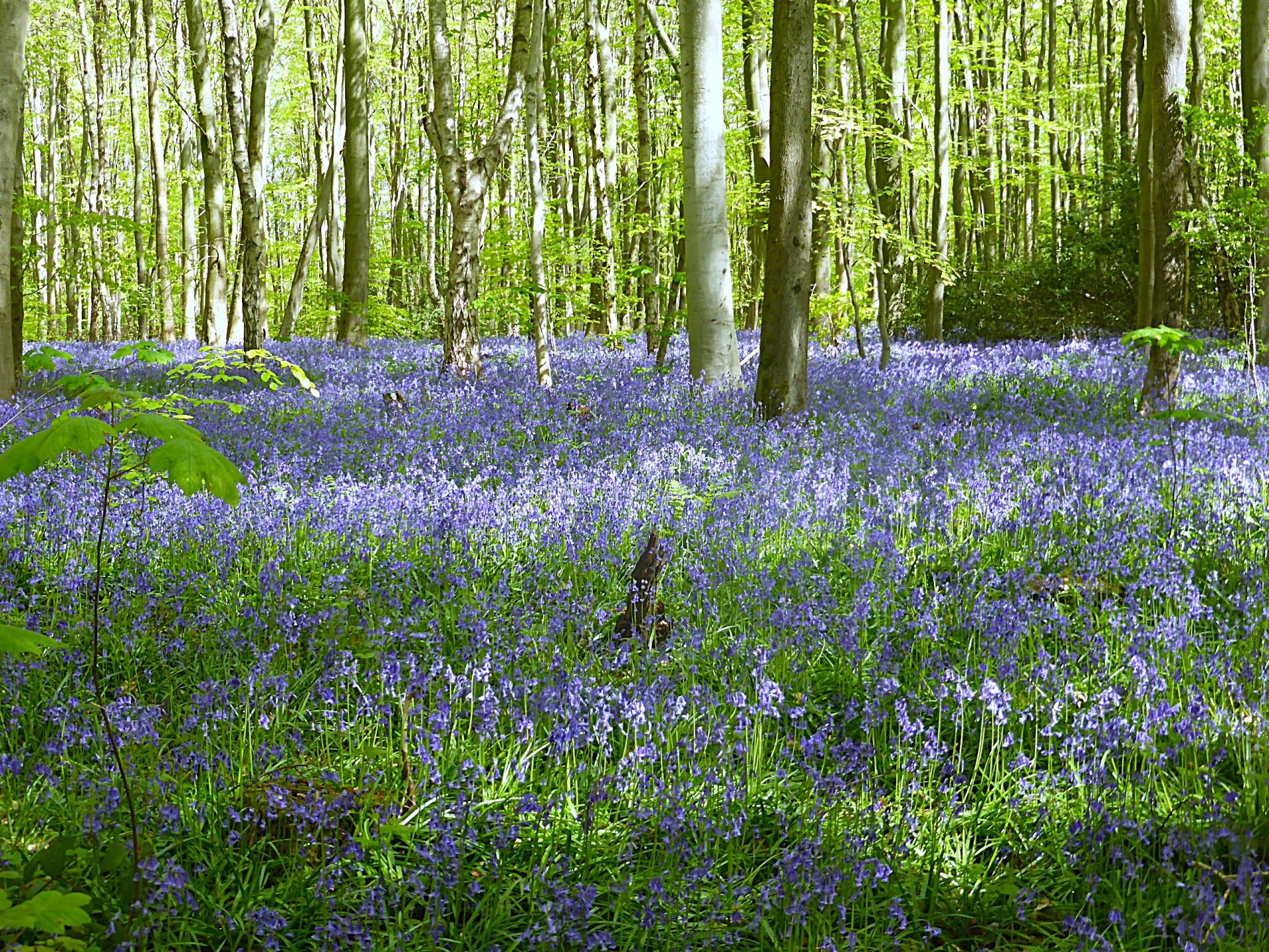 A bluebell wood